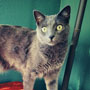 cat photo